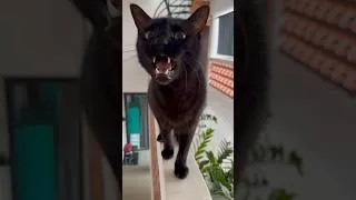 Thumbnail: Buenos días! Now feed us! Now! Meow