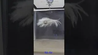 Thumbnail: A feather and a cube fall at the same rate