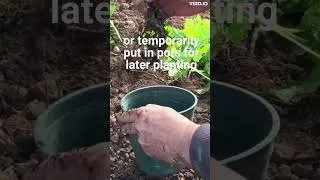 Thumbnail: FREE Endless Supply of Raspberry Plants FOREVER #9 #shorts