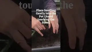 Thumbnail: Pot On Tomato Plants in 30 Seconds #8 #shorts