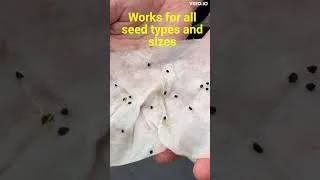 Thumbnail: Quick and Easy Veg Seed Germination Using Paper Towels #7 #shorts