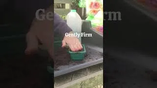Thumbnail: How to Sow Chilli Pepper Seeds in 30 Seconds - #6 #shorts