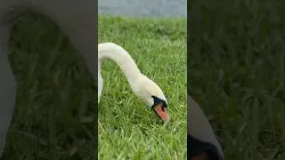 Thumbnail: Swan Eating Grass