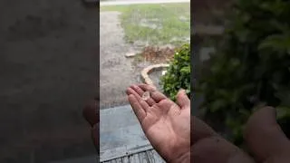 Thumbnail: Hail in Florida! #hailstorm  #storm  #thunderstorm