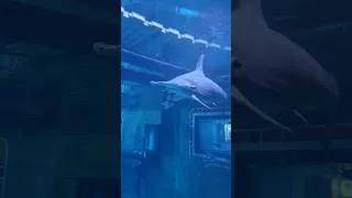 Thumbnail: Hammerhead Shark!!
