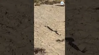 Thumbnail: Rattlesnake slithers near beachgoer at Los Angeles beach