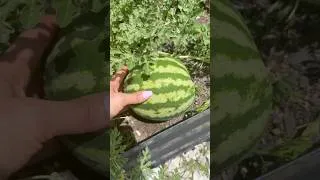 Thumbnail: The Most Satisfying Garden Harvest
