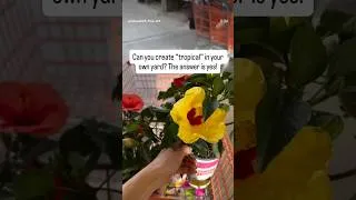 Thumbnail: My Yard Feels Like a Tropical Retreat Now 🌿 🌺 #livingart #flowerpotarrangements #gardening