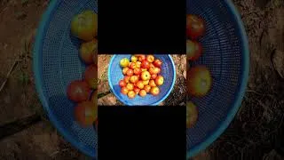 Thumbnail: WHY GROW TOMATOES #garden #tomato #food
