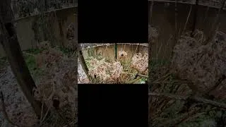Thumbnail: INSANE ICE STORM BEAUTY IN THE GARDEN