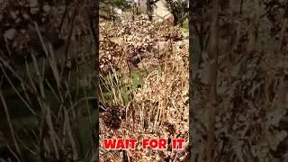 Thumbnail: WARNING - Global Warming - LOL #tree #helpmemakethismakesense #spring