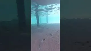 Thumbnail: Snorkelling at the beach in Egypt.