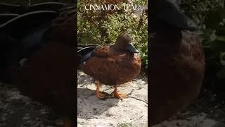 Thumbnail: An exotic duck on the Wirral? A Cinnamon Teal, can I count this on my year list?