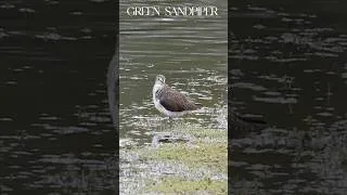 Thumbnail: A Search for Green Sandpiper at Venus Pools.