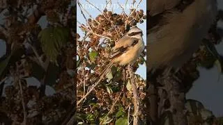 Thumbnail: A 7 hour drive for the UK's 3rd ever Long Tailed Shrike