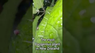Thumbnail: The most painful plant in New Zealand