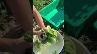 Thumbnail: Making lunch with the Market Garden team using ingredients we've just harvested 🥬