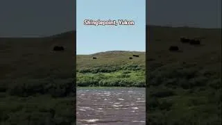 Thumbnail: Muskox in the Yukon.