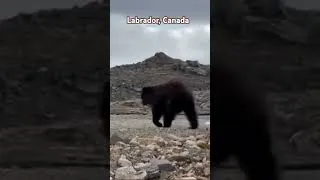 Thumbnail: Rooster the barren land black bear! #bear #wildlife
