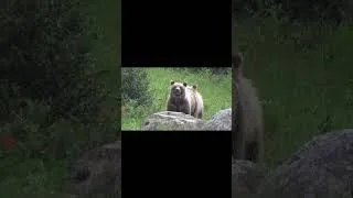Thumbnail: Grizzly and cub, Elk Pass, Alberta.