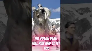 Thumbnail: What you will feel when a polar bear catches you