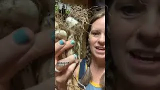 Thumbnail: When is my garlic ready to store?