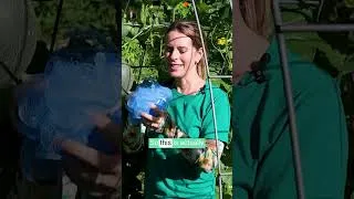 Thumbnail: My favorite cantaloupe sling.