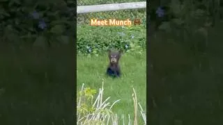 Thumbnail: Meet Munch 🐻 Simsbeary’s Newest Resident