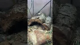 Thumbnail: These guys are too cute...you can find them at thebiodude.com under the 'Fauna' tab. #midwifetoad