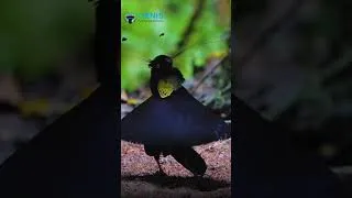 Thumbnail: Not True! We do love this Western Parotia. Thanks to Daniel López and Ornis Birding for the footage!