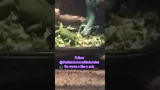 Thumbnail: Share is care 👀 #outdooradventure #reptiles #blackdragon #terrarium #fishing