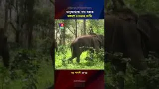 Thumbnail: ভারতে মানুষখেকো বাঘ ধরতে যেভাবে কাজ করছে হাতির দল