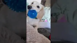 Thumbnail: dawg’s a baller #dachshund #funny #shorts