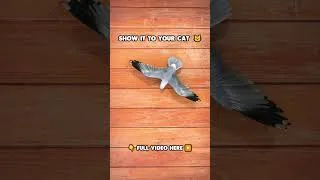 Thumbnail: Cat TV | Catch the Seagull
