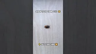 Thumbnail: Cat TV | Catch the Cockroach