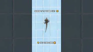 Thumbnail: Cat TV | The Frilled Lizard