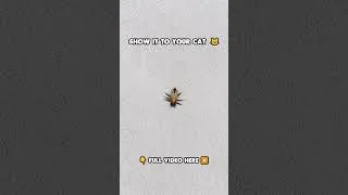 Thumbnail: Cat TV | Catch the Bee