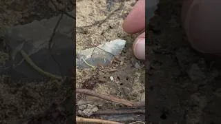 Thumbnail: Native American artifact FOUND!!