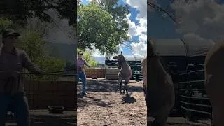 Thumbnail: Day 2 of halter breaking my foal!