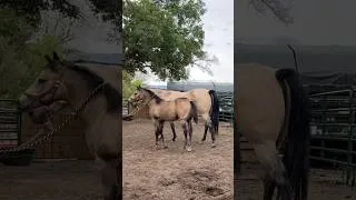 Thumbnail: Halter training with a neck rope!