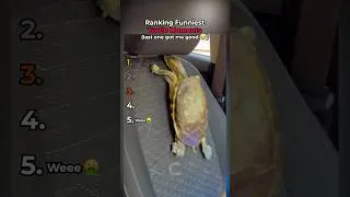 Thumbnail: Ranking The FUNNIEST Turtle Moments! 🐢 #shorts
