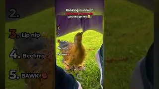 Thumbnail: Ranking The FUNNIEST Chicken Moments! 🐔 #shorts