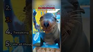 Thumbnail: Ranking The FUNNIEST Sea Lion Moments! 🦭 #shorts