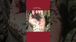 Thumbnail: Getting a Fistful of Bugs