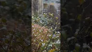 Thumbnail: First snow arrived on the first of December. #winteriscoming #winter #snow