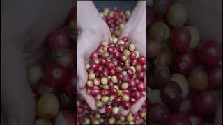 Thumbnail: Better Crema with Light Roast? (2026 Test) #shortsfeed