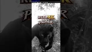 Thumbnail: 4K Game Trail Image of Black Panther caught in Tennessee #blackpanther #4k #tennessee