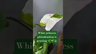 Thumbnail: White princess philodendron is growing 🌿🌱🪴 #plants #houseplants #philodendron # #plantssparkjoy