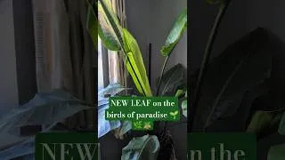 Thumbnail: NEW LEAF on the birds of paradise 🌱🌿🪴 #houseplants #plants #indoorplants #tropicalplants #plants