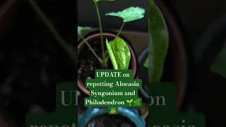 Thumbnail: UPDATE on repotting Alocasia Syngonium and Philodendron 🌱🌿🪴 #houseplants #repotting #plantssparkjoy